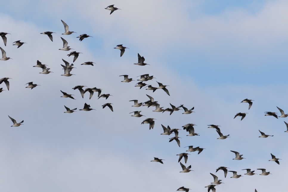 WINTER WWT curlew flock 2.jpg